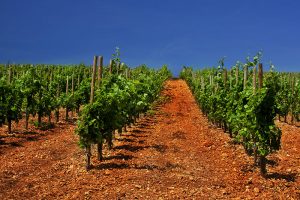 Vignes Dom Brial